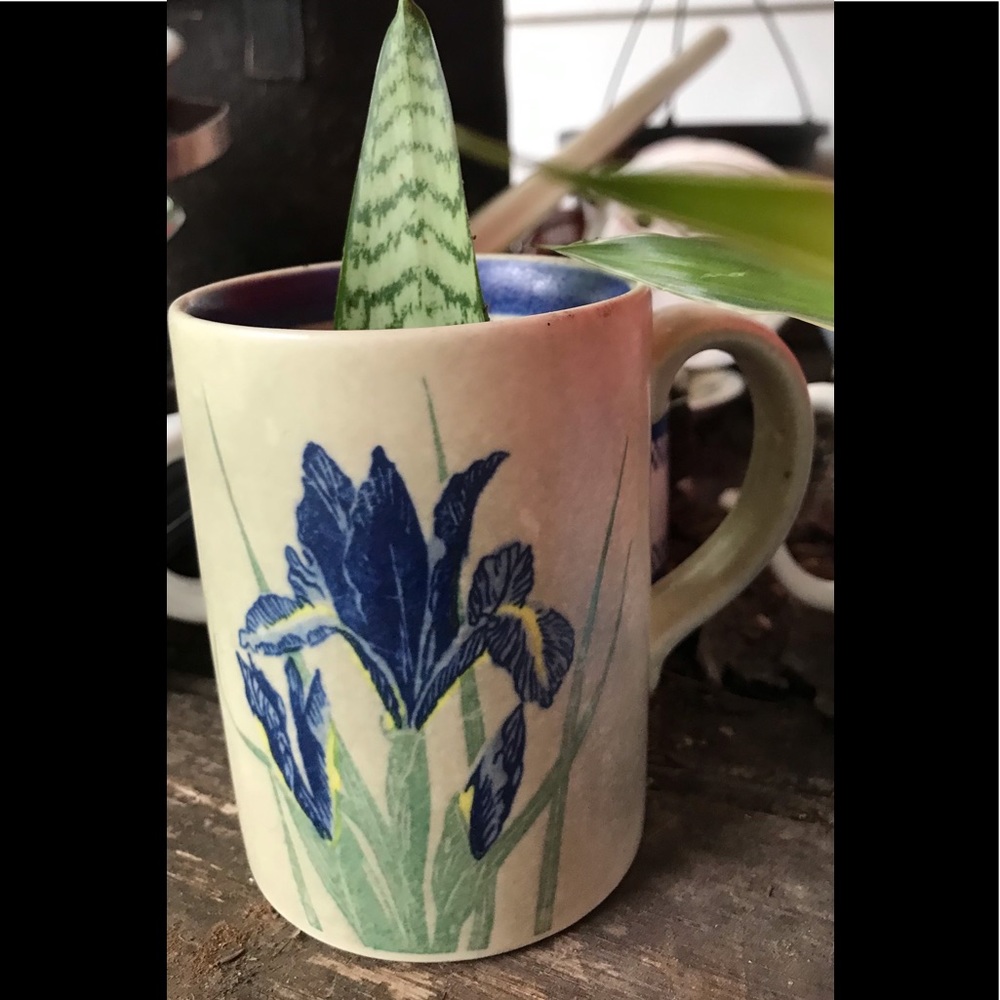 SOLD**SOLDFloral Mug Planter/x2 Cuttings 🪴